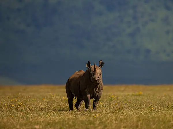 black rhino in ngorongoro by crystal tours kenya