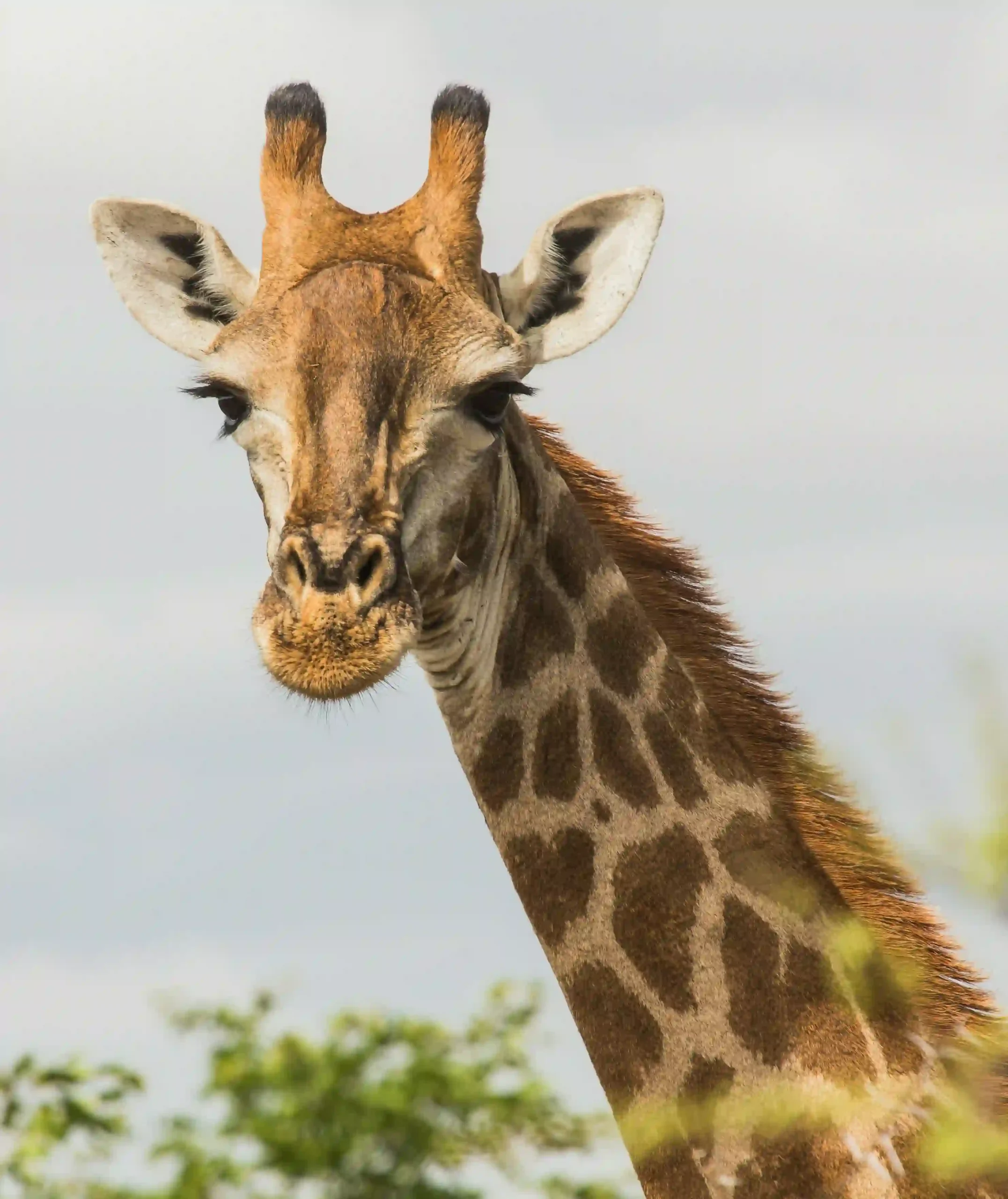 A giraffe staring at tourist taken to masai mara by Crystal Tours Kenya