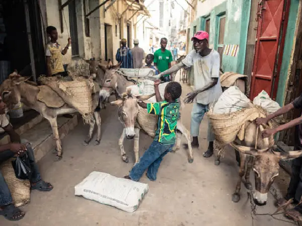 donkeys in lamu by crystal tours