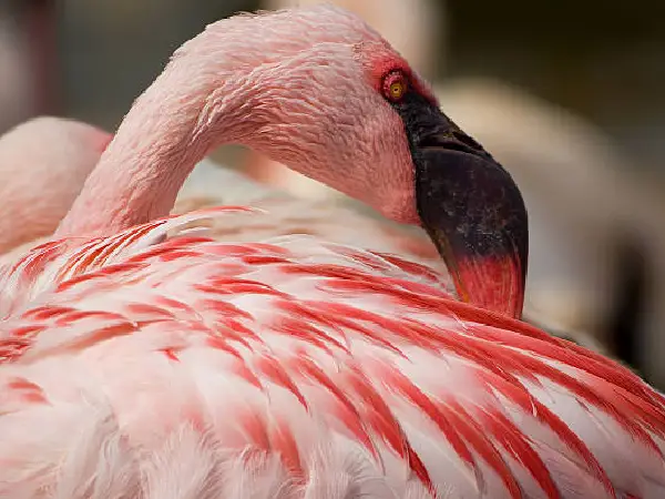 flamingo in ngorongoro by crystal tours