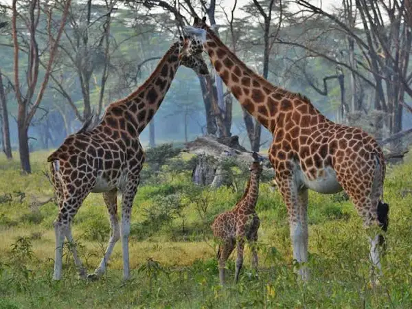giraffe view in lake nakuru by crystal tours
