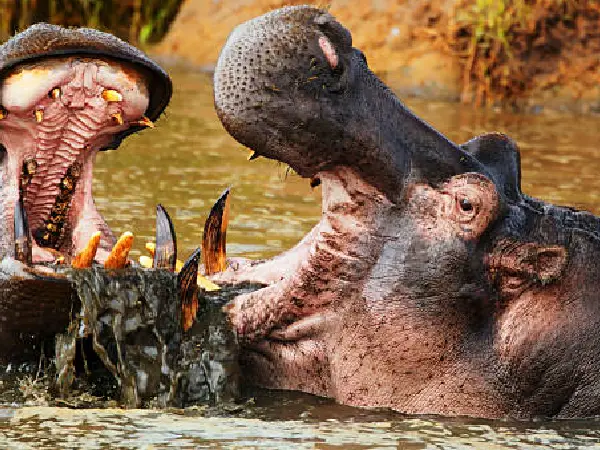 hippos in ngorongoro in tanzania by crystal tours