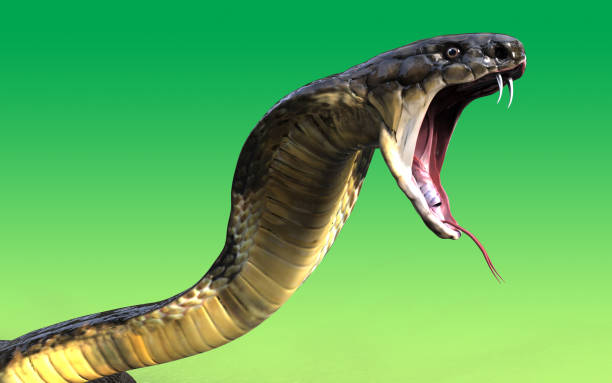 Close-Up Of 3d King cobra snake attack isolated on green background