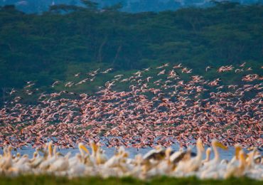 Flamingos in flight. Kenya. Africa. Nakuru National Park. Lake Bogoria National Reserve. An excellent illustration.