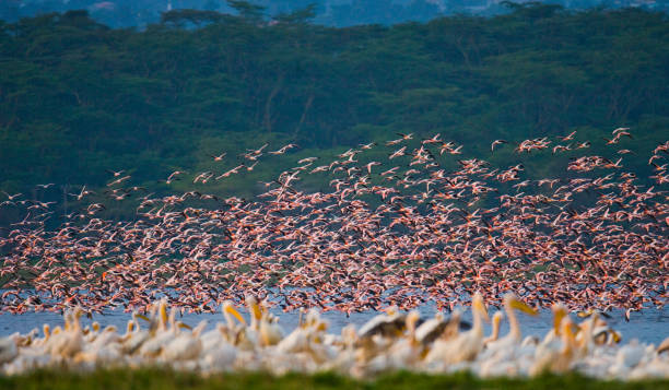 Flamingos in flight. Kenya. Africa. Nakuru National Park. Lake Bogoria National Reserve. An excellent illustration.