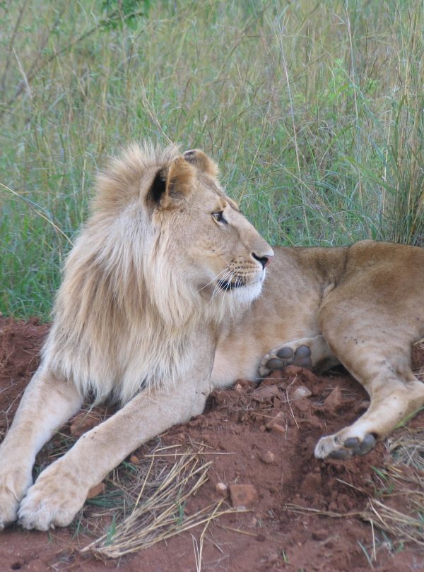 10-Day Kenya & Tanzania Luxury Safari