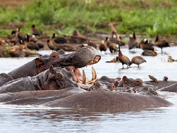 lake manyara in kenya by crystal tours