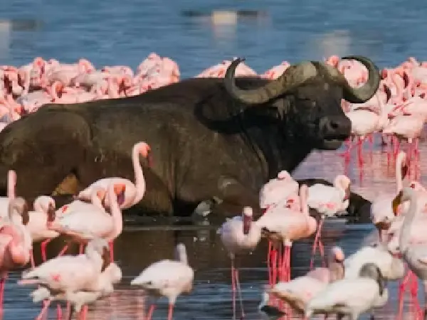 lake nakuru