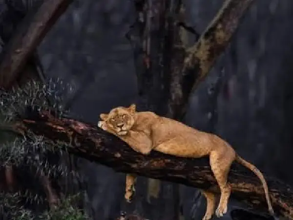 lion cliff in lake nakuru by crystal tours