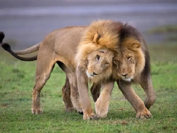 lions in ngorongoro tanzania by crystal tours