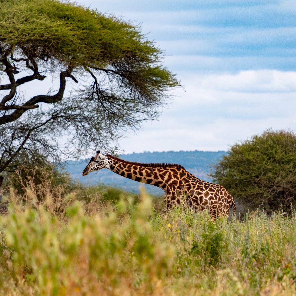 10-Day Kenya & Tanzania Luxury Safari