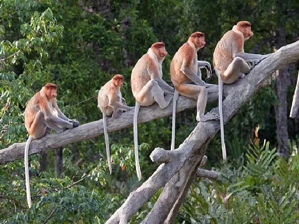 monkeys in malaysia by crystal tours