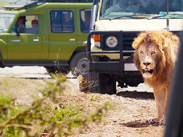 ngorongoro game drive by crystal tours kenya
