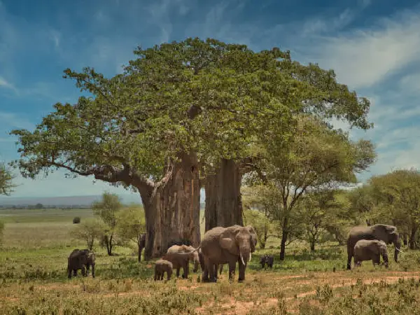 ngorongoro wildlife by crystal tours