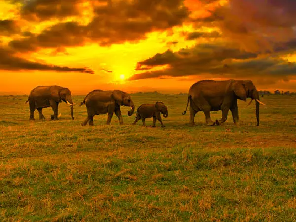 sleeping under the stars in maasai mara by crystal tours