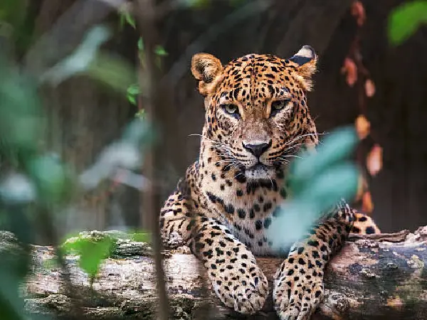the best view of the leopard in lake nakuru by crystal tours