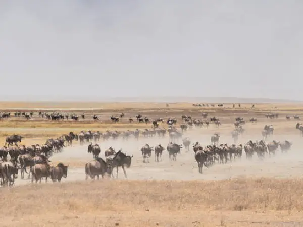 the great wildbeast migration in ngorongoro by crystal tours