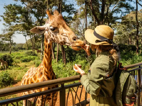 tourist safari