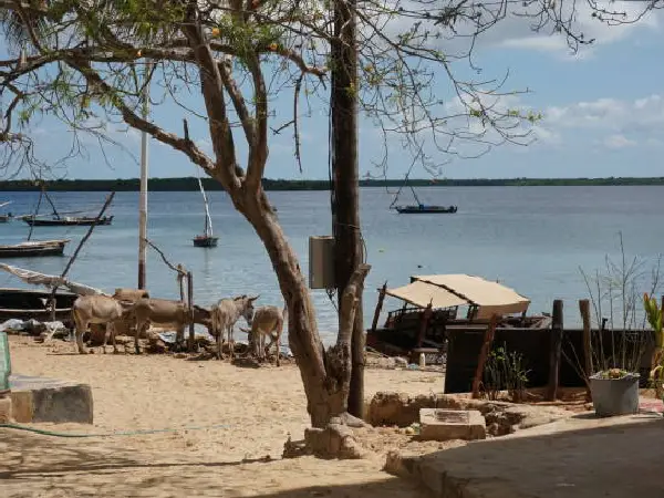 travel in lamu by crystal tours