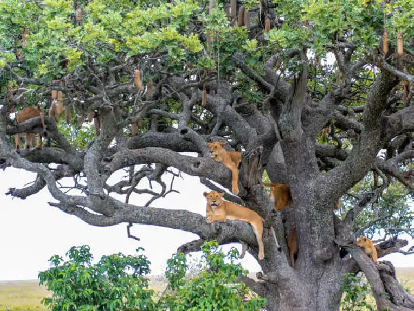 tree climbing in lake manyara by crystal tours