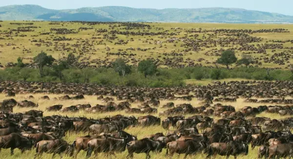 masai-mara-national-reserve-safari crystal tours