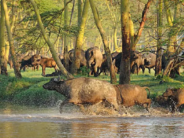 wildlife in maasai mara
