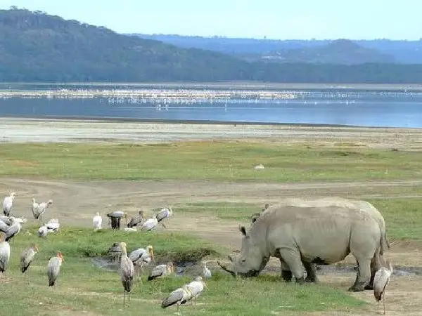 wildlife view and late nakuru by crystal tours