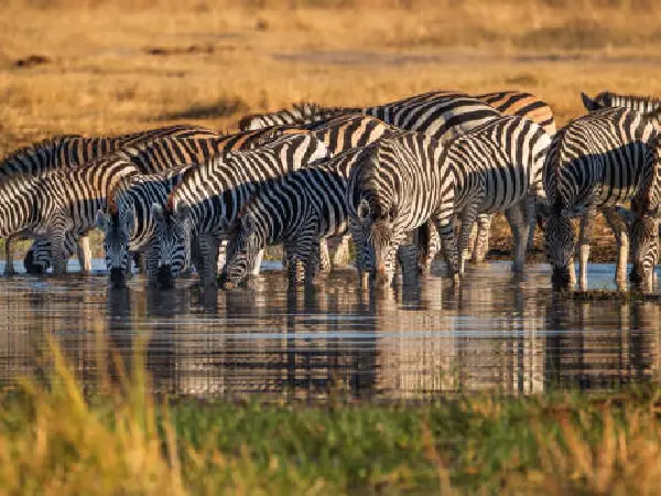 zebras in lake manyara by crystal tours