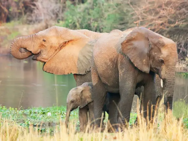 3-Day Amazing Chebera Churchura Safari Retreat
