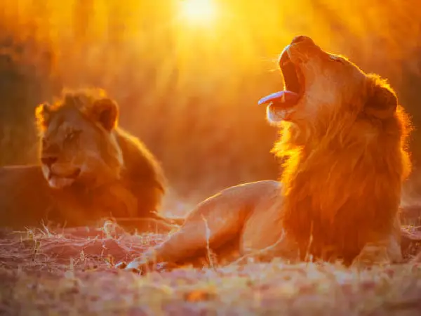 Kenya visitor health insurance