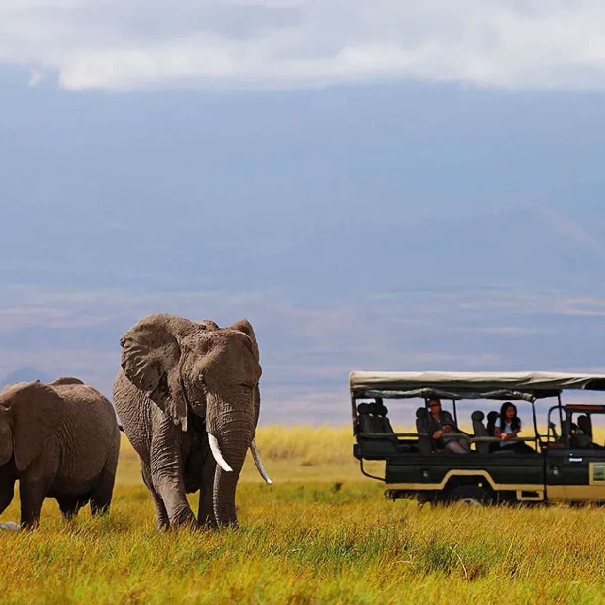 Luxury Kenya Safari, Morning vs Evening Game Drives